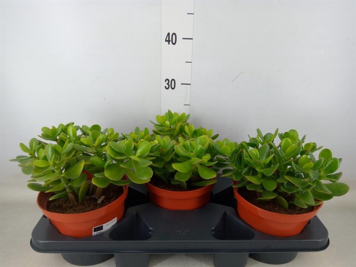 <h4>Crassula ovata</h4>