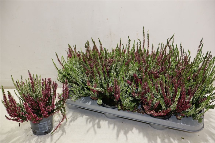<h4>Callu Nova Gem 2 Kl</h4>