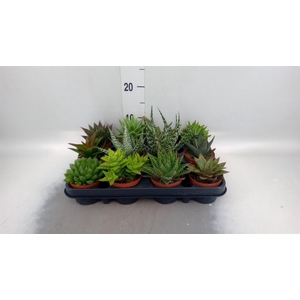 Aloe   ...mix
