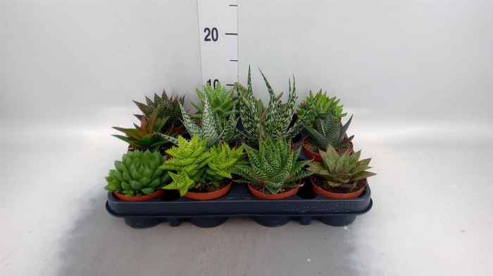 <h4>Aloe   ...mix</h4>