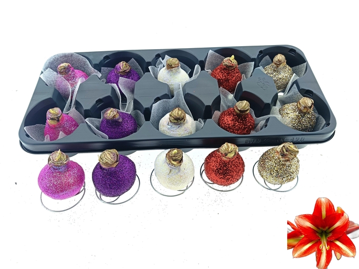 <h4>BLOEMBOL HIPPEASTRUM</h4>