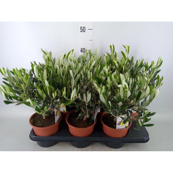 <h4>Olea europaea</h4>