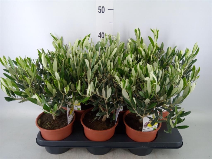 <h4>Olea europaea</h4>