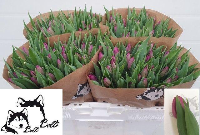 <h4>TU EN PURPLE PRINCE</h4>