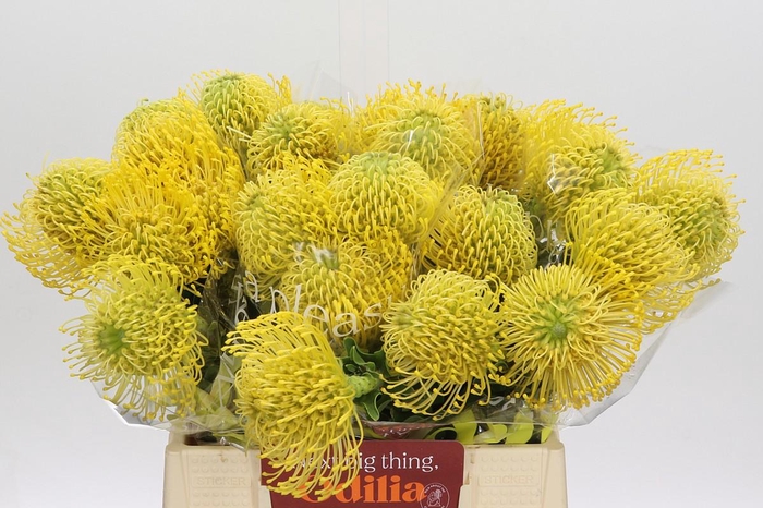 <h4>Nutans High Gold</h4>