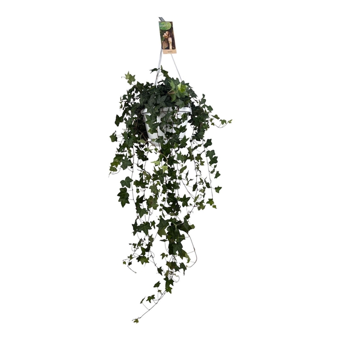 <h4>Hedera helix Pitsburg - hang/XXL</h4>