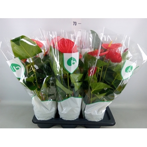 Anthurium andr. 'Madural'