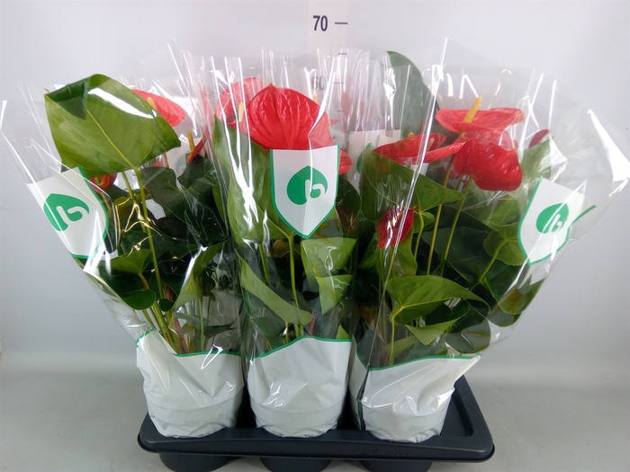 <h4>Anthurium andr. 'Madural'</h4>