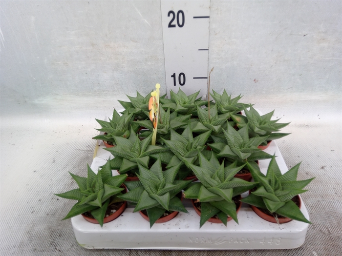 <h4>Haworthia limifolia 'Roux'</h4>