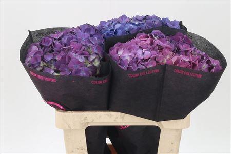 <h4>Hydr Purple</h4>