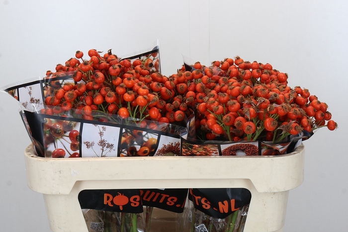 <h4>ROSA HIPHOP SUNSET</h4>