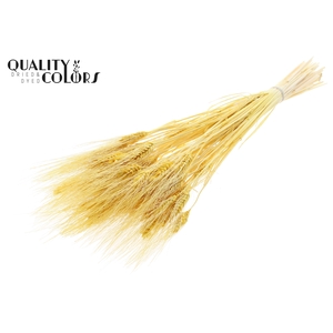 Triticum Beard per bunch Intense Yellow