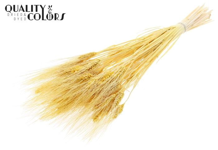 Triticum Beard per bunch Bleached Yellow