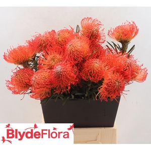 Leucospermum cordifolium 'Succession'