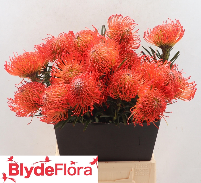 <h4>Leucospermum cordifolium 'Succession'</h4>