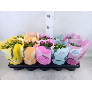 Chrysanthemum  'Milkshake'  ...mix