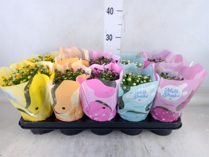 <h4>Chrysanthemum  'Milkshake'  ...mix</h4>