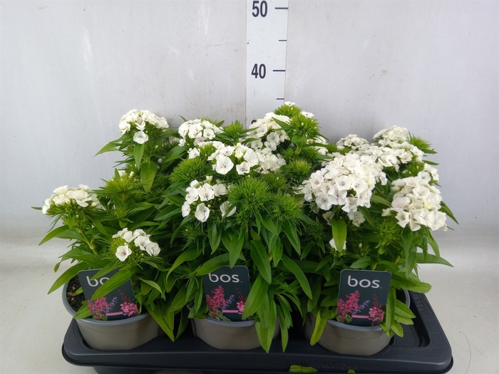 <h4>Dianthus barb. 'Barbarini'   ...mix</h4>