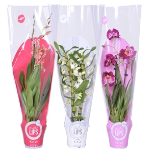 Orchideeën Gemengd 2 Tak  Hoes Morelips