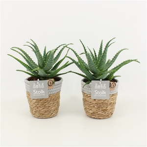 Aloe Arborescens in Basket