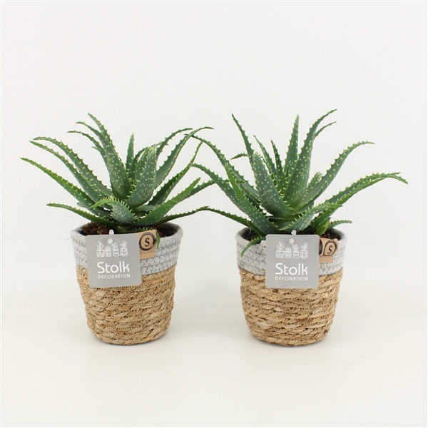 <h4>Aloe Arborescens in Basket</h4>