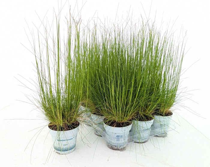 <h4>DESC FL AMILIME</h4>