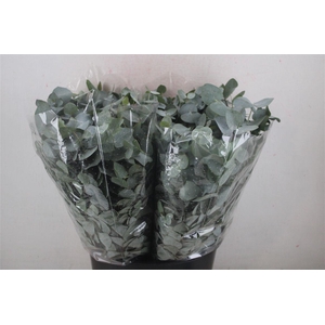 Euca Cinerea Short 150gr P Bunch