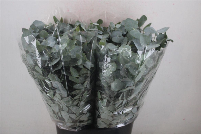 <h4>Euca Cinerea Short 150gr P Bunch</h4>