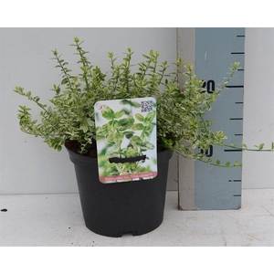 Euonymus fortunei 'Silverstone'