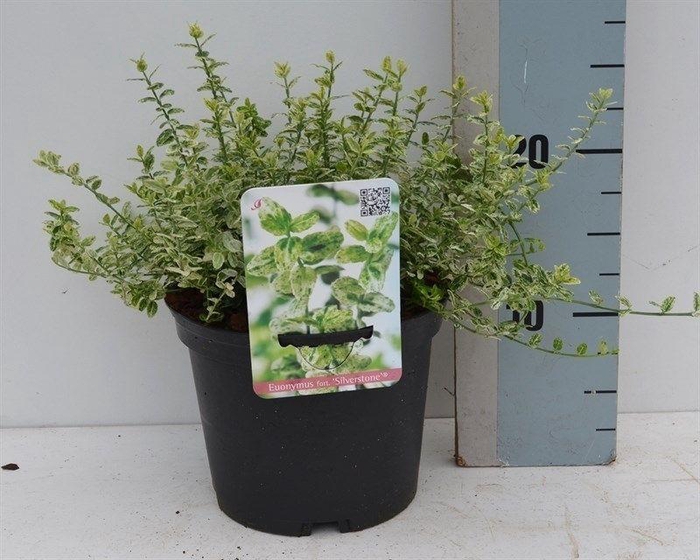<h4>Euonymus fortunei 'Silverstone'</h4>