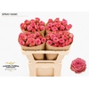 Rosa Spray Hawi