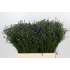 Aster Casamare