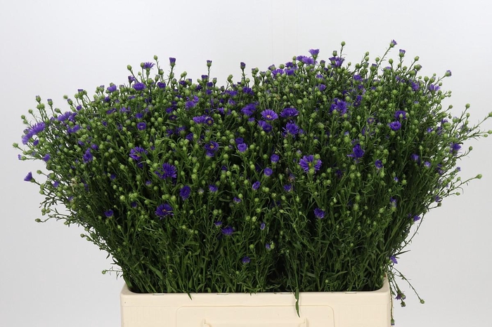 <h4>Aster Casamare</h4>
