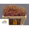 Allium Schuberti