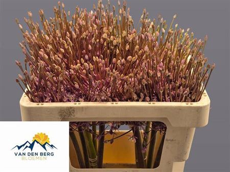 <h4>Allium Schubertii</h4>
