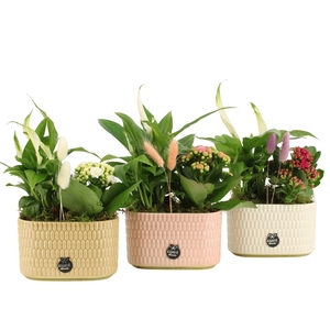 21974: Contradiction arrangement