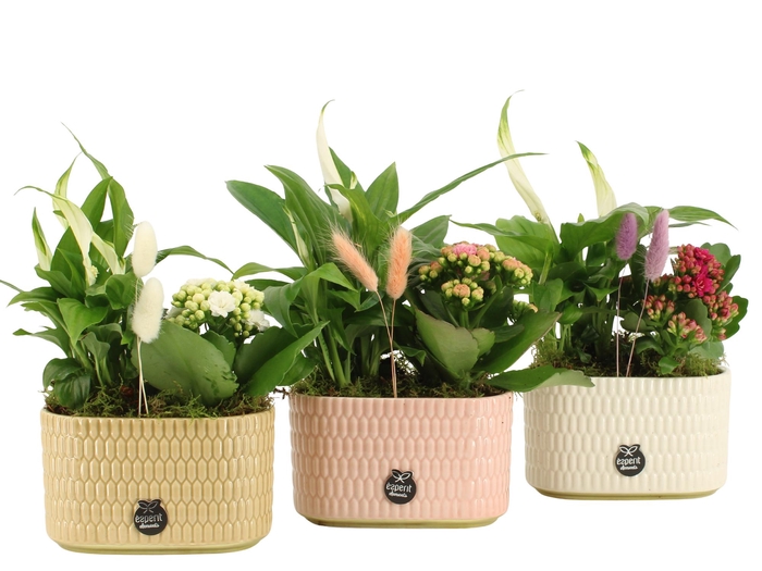 <h4>21974: Contradiction arrangement</h4>