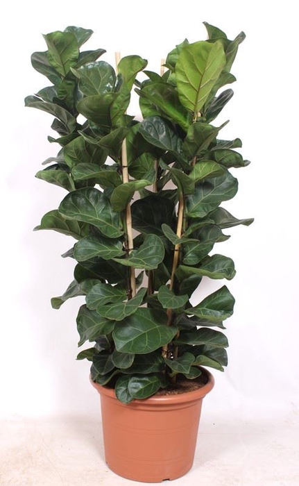 <h4>Ficus Bambino</h4>