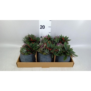 Arr.   Kamerplant Groen L%