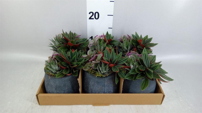 <h4>Arr.   Kamerplant Groen L%</h4>