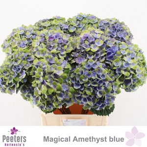 HYDR M MAG AMETHYST