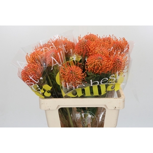 Nutans Ayoba Mandarin Zest