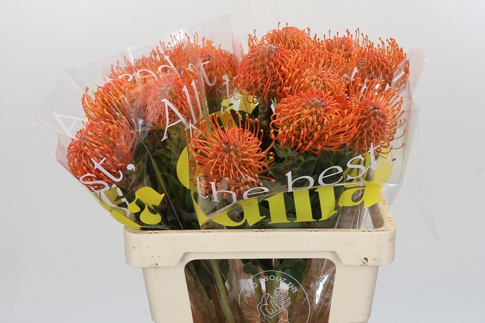 <h4>Nutans Ayoba Mandarin Zest</h4>