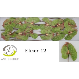 Anthurium Elixer