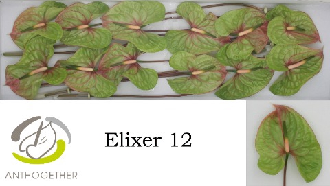 <h4>Anthurium Elixer</h4>