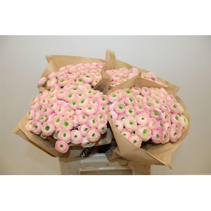 Ran Elegance Pink Perfection