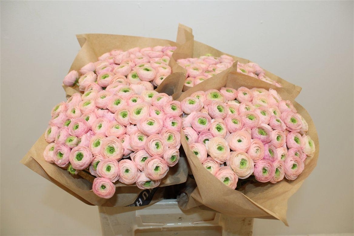 <h4>Ran Elegance Pink Perfection</h4>