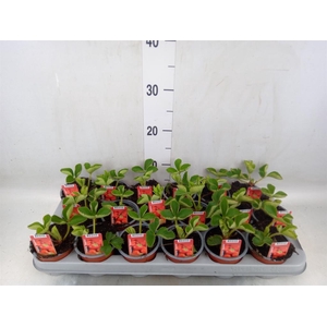 Fragaria ananassa 'Elsanta'