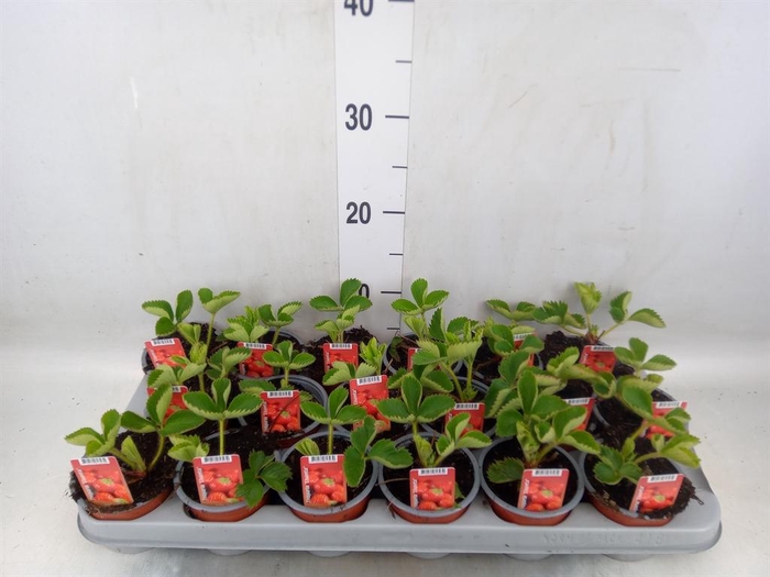 <h4>Fragaria ananassa 'Elsanta'</h4>