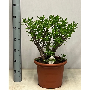 CRASS OVATA